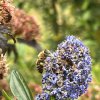 ABEILLE sur Lilas de Californie. Jardin, 22 juin 2024. '' Bee American ''. ORPHÉE HENRY DECORMEILLE
